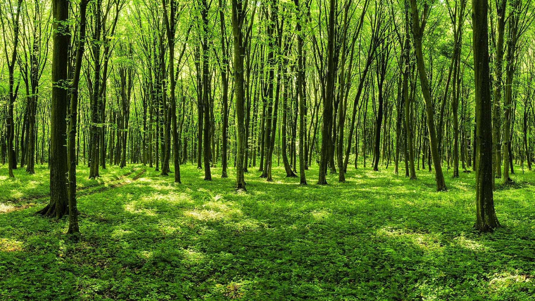 Umweltmanagement nach ISO 14001