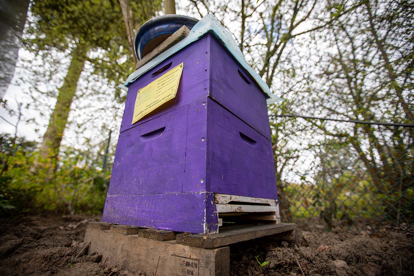 Bienenpatenschaft im Betrieb
