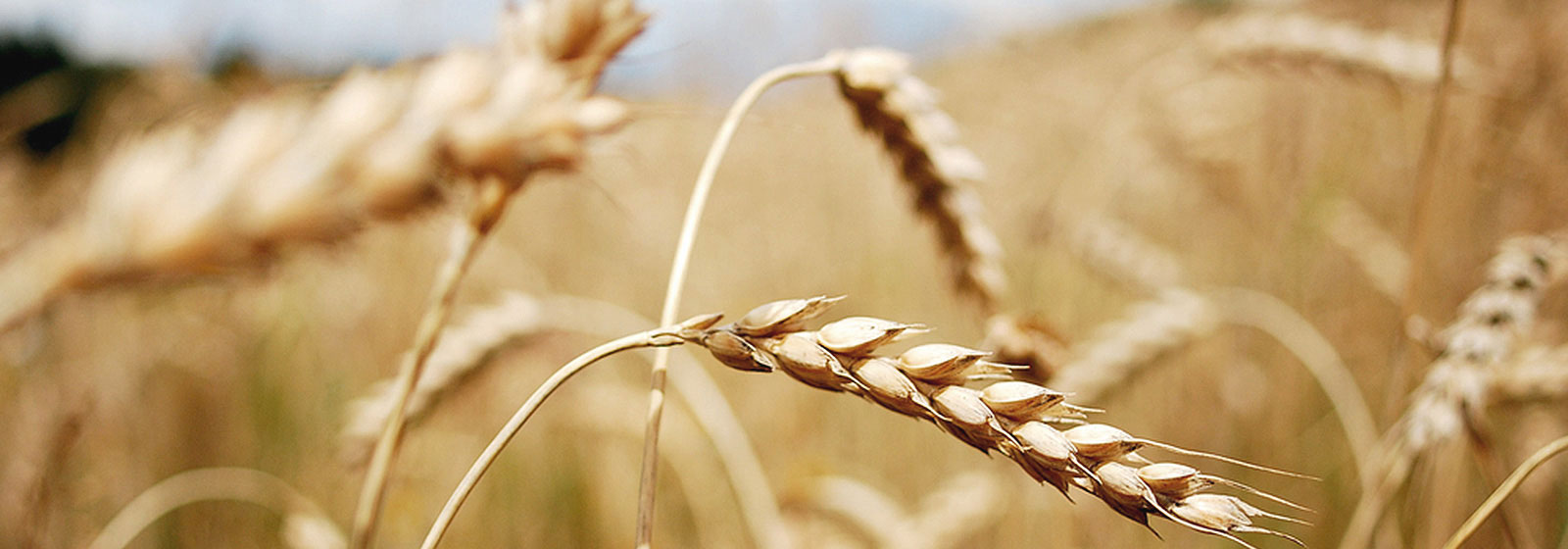 Getreidequetschen und Getreidemühlen von Sommer