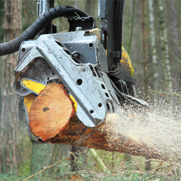 Harvesterkopf bei der Arbeit