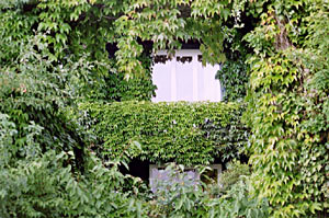 Begrüntes Fenster mit Rankgitter