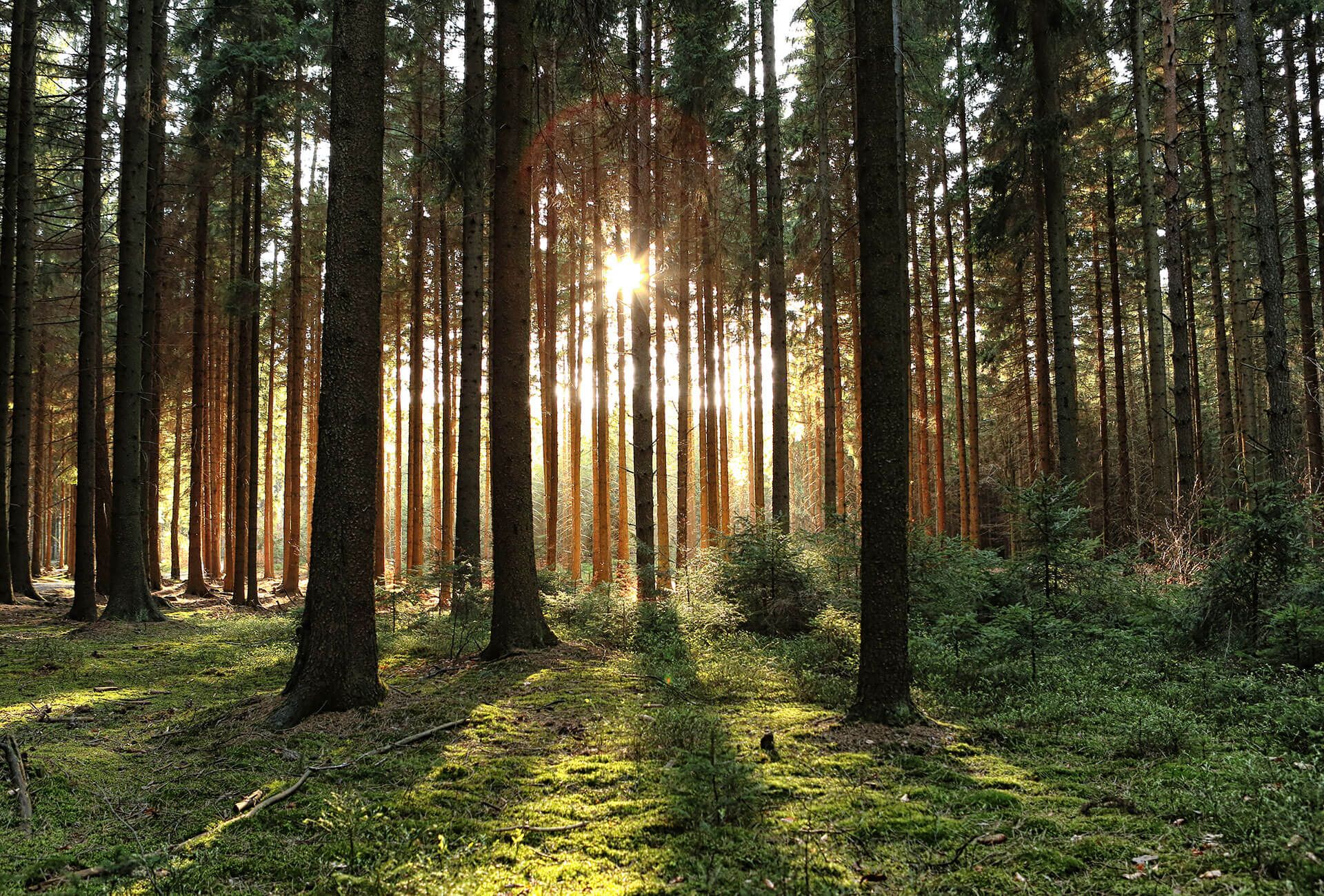 Öle, Beizen und Wachse für Holz