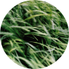 Grüne Energie