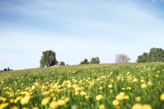 Rapsfeld der regionalen Milchlieferanten