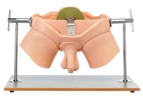Übungsphantom Urologie