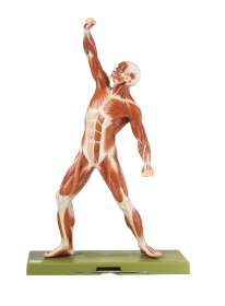 Anatomisches SOMSO® Modell Allgemeine Anatomie