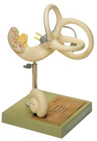 Anatomisches SOMSO® Modell Sinnesorgane