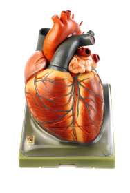 Anatomisches SOMSO® Modell Eingeweide
