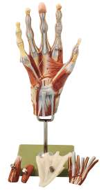 Anatomisches SOMSO® Modell Extremitäten