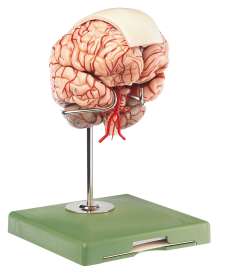 Anatomisches SOMSO® Modell Gehirn/Rückenmark