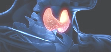 Endokrinologie