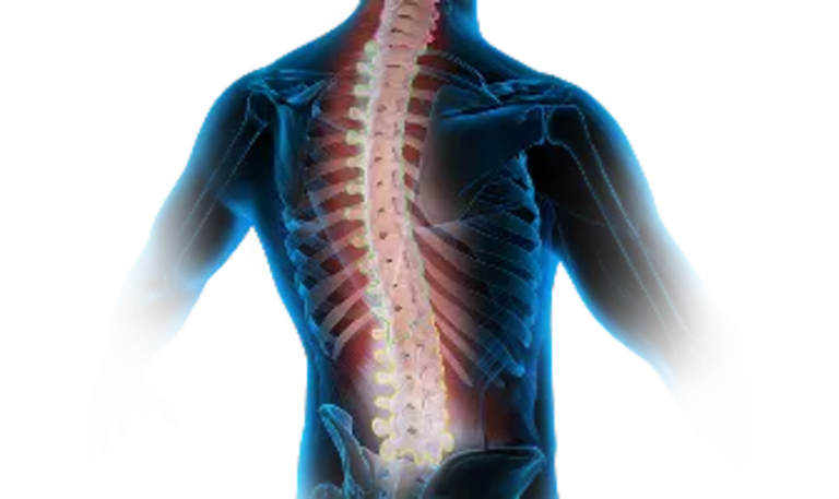Spine