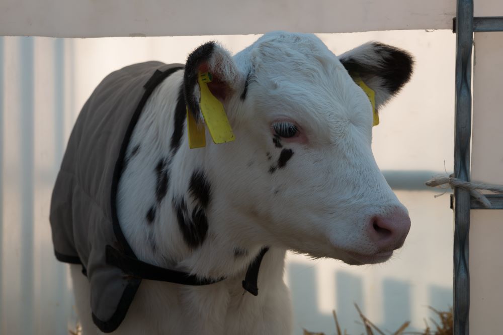 Kalb mit Kälberdecke