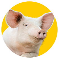 Schweinefutter
