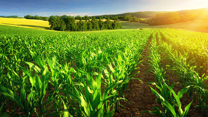 Landwirtschaft