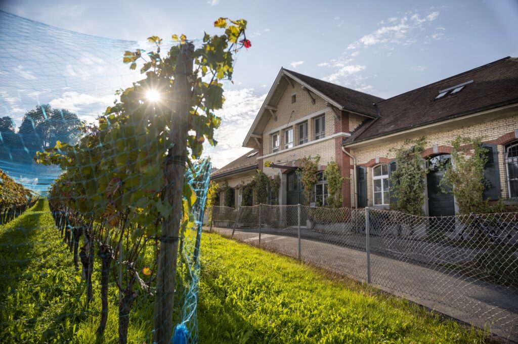 Standort Wädenswil