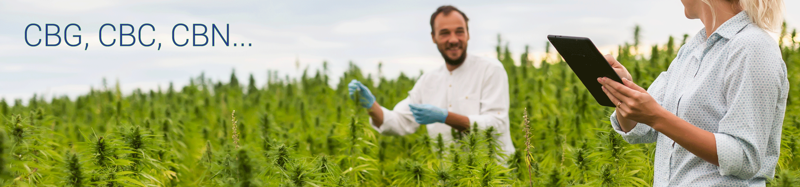 Weitere Cannabinoide (CBG, CBC, CBN)