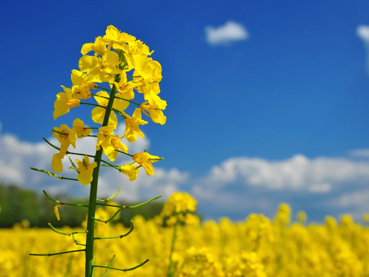 Rapsblüte im Rapsfeld
