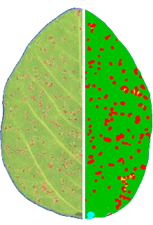 Physiologische Phänotypisierung