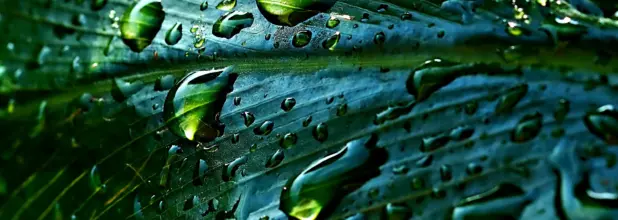 Regenwassernutzung