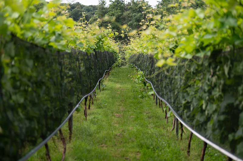 Weinberg des Weinguts Schloss Rattey