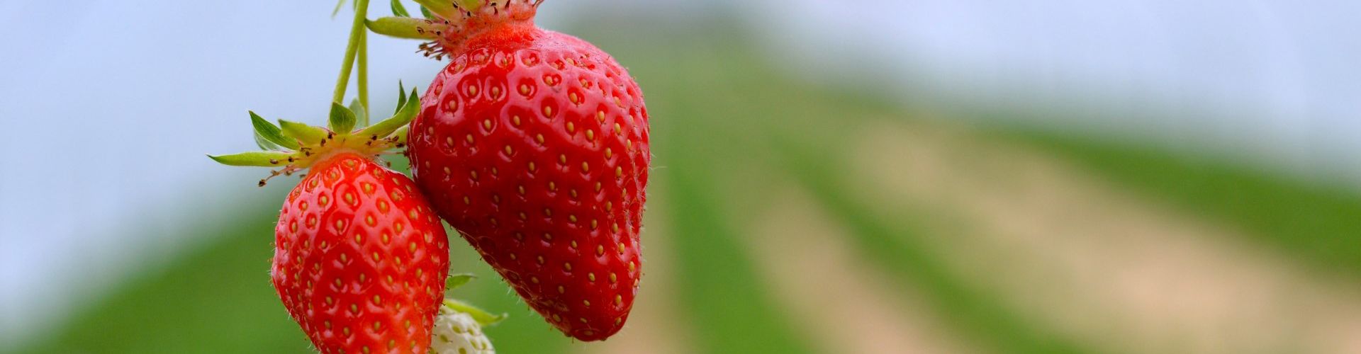 Frühe Erdbeeren aus dem geschützten Anbau