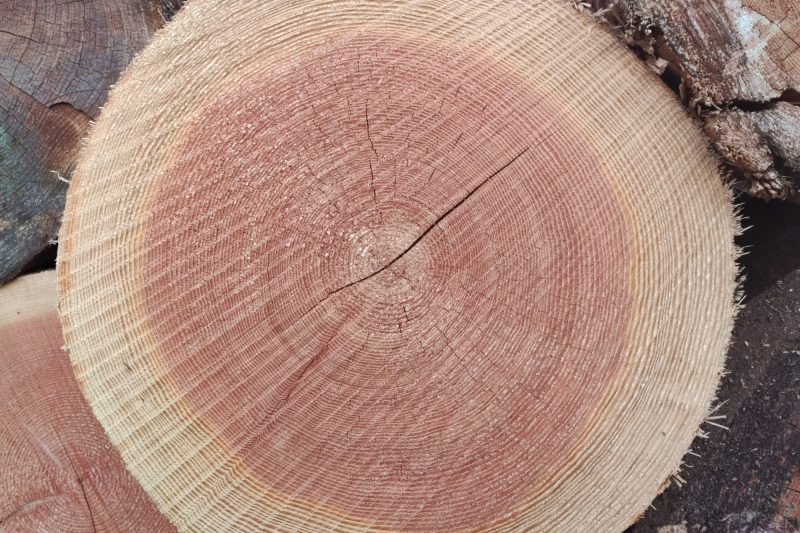 Douglas fir log in the sawing area