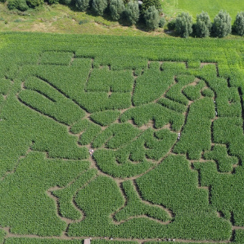 Maislabyrinth aus der Luft (über 40.000 m²)