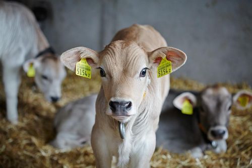 Produktionsanlagen der Futtermühle