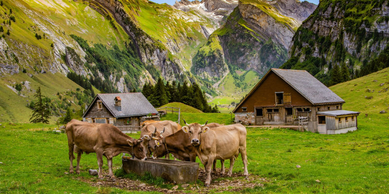 Artgerechte Tierhaltung und pestizidfreies Obst und Gemüse