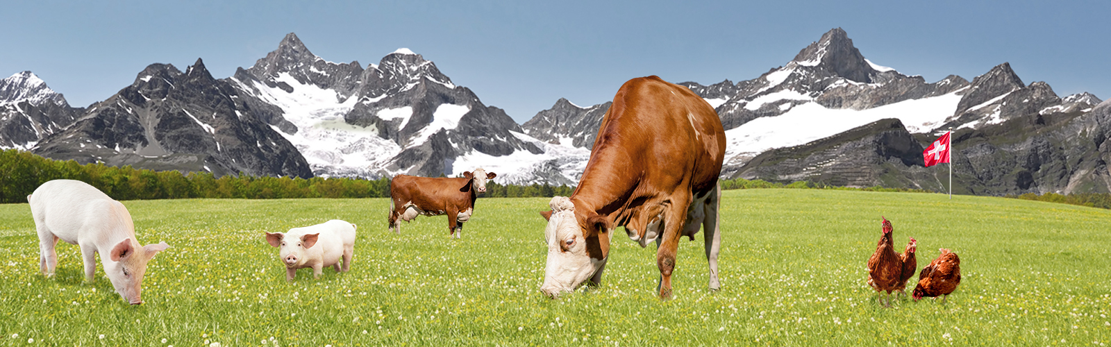 Headerbild Swiss Nutrivalor AG