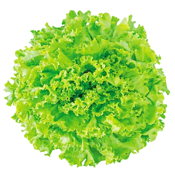 Frischer Salat