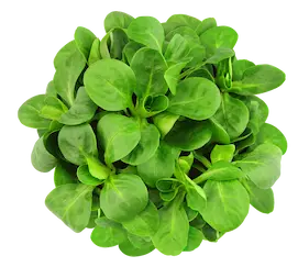 Feldsalat