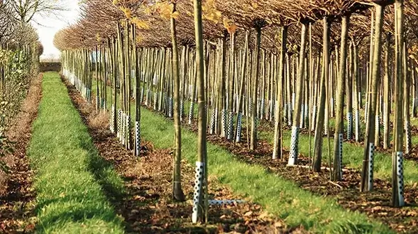PLANTOSAN/AZOLON Langzeitdünger