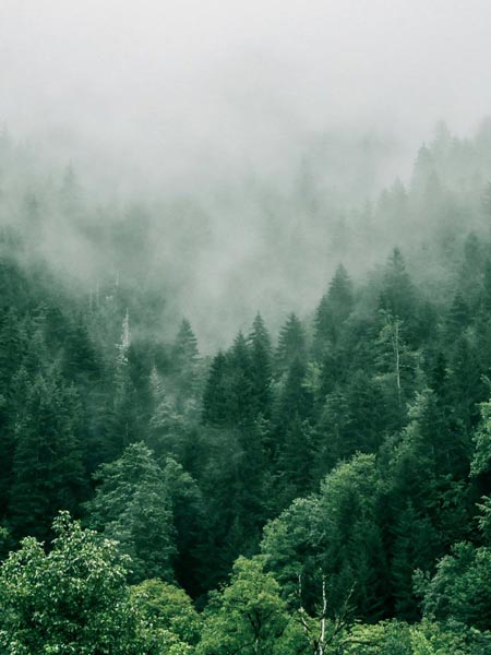 Wald als Rohstoffquelle