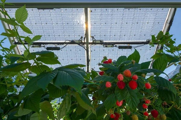 Container Tomato Farm (1.000 + 1.000 Pflanzen)