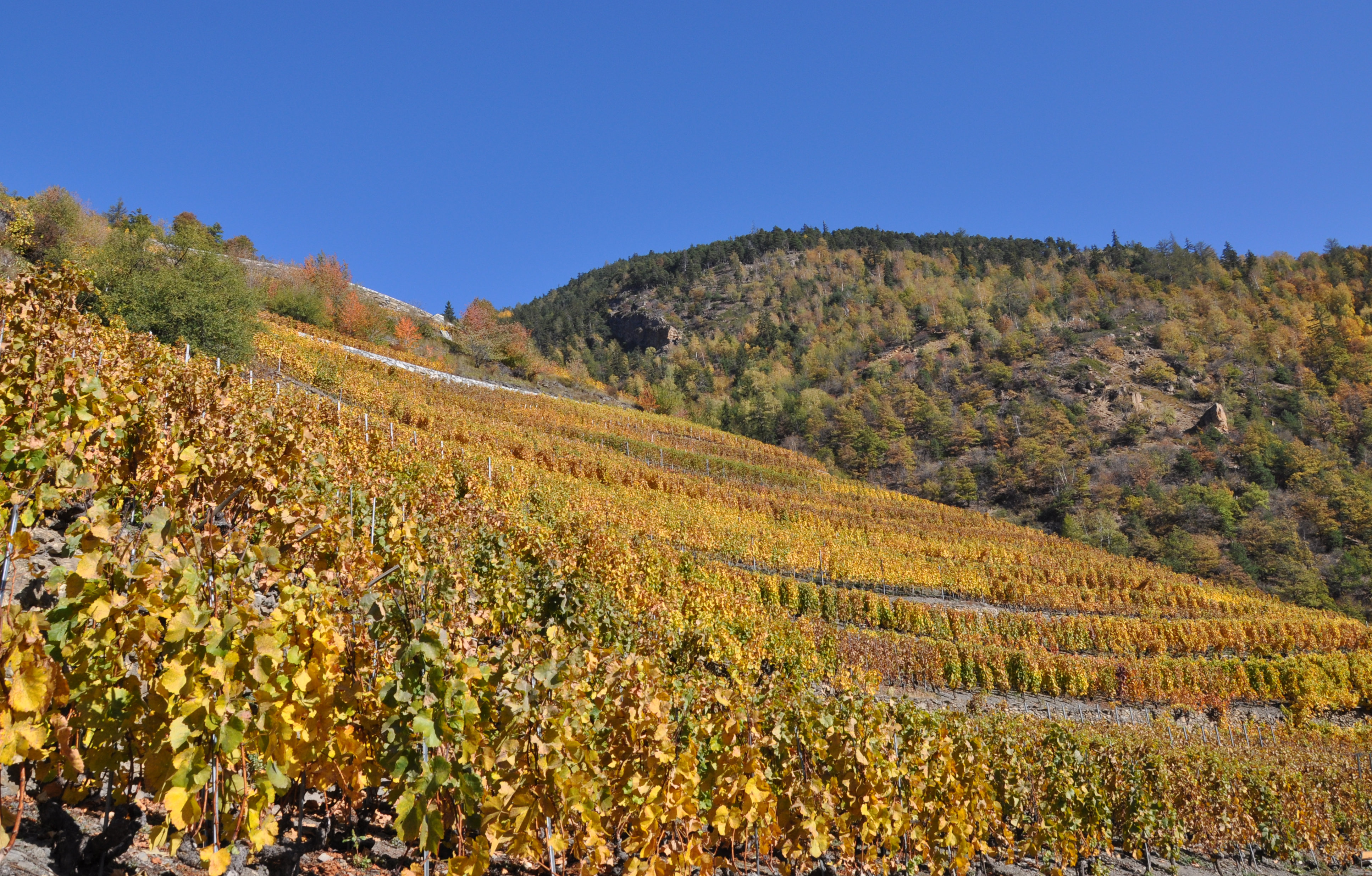 Herbst in Visperterminen