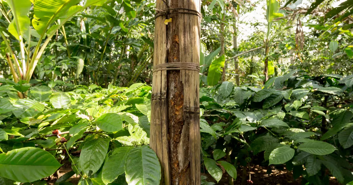 Engagement für Zimtwälder auf Sumatra