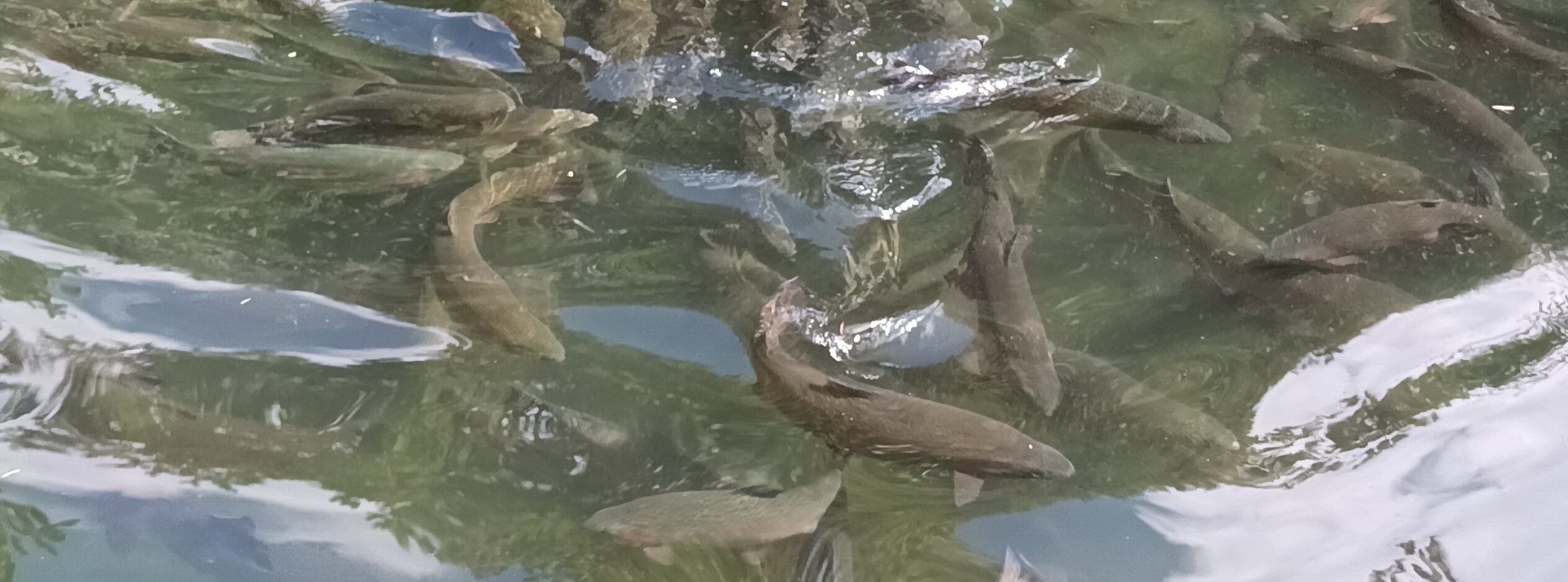 Fischbestand in der Zucht