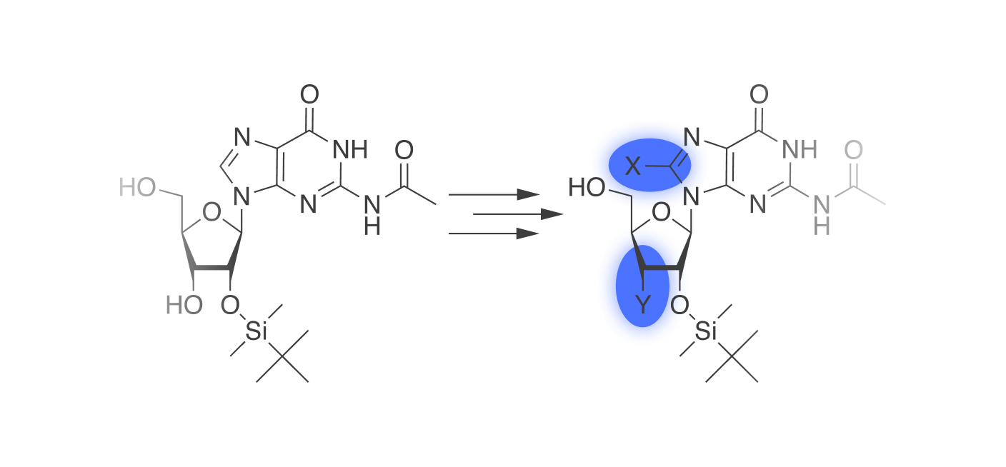 Schematische Darstellung möglicher Modifikationen direkt am Ribose-Zucker