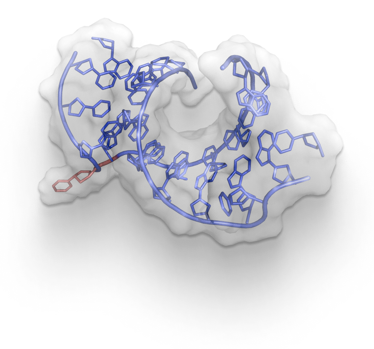 Isotopenmarkiertes RNA-Oligonukleotid