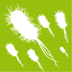 Wasserhygiene / Legionellenprävention