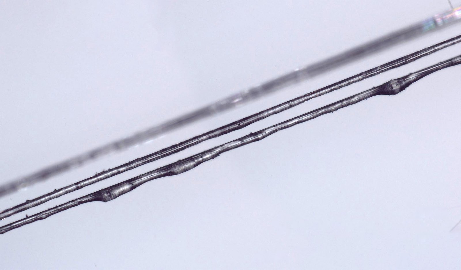 Mikroskopaufnahme: mit Thermoplast beschichtete Glasfasern