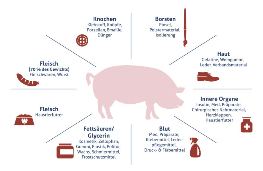 Ferkel- und Mastschweinevermarktung