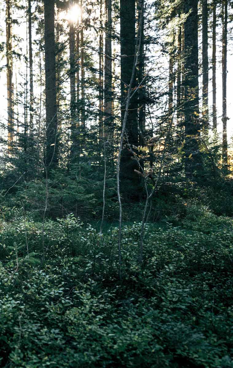 Schwarzwälder Standort Elzach