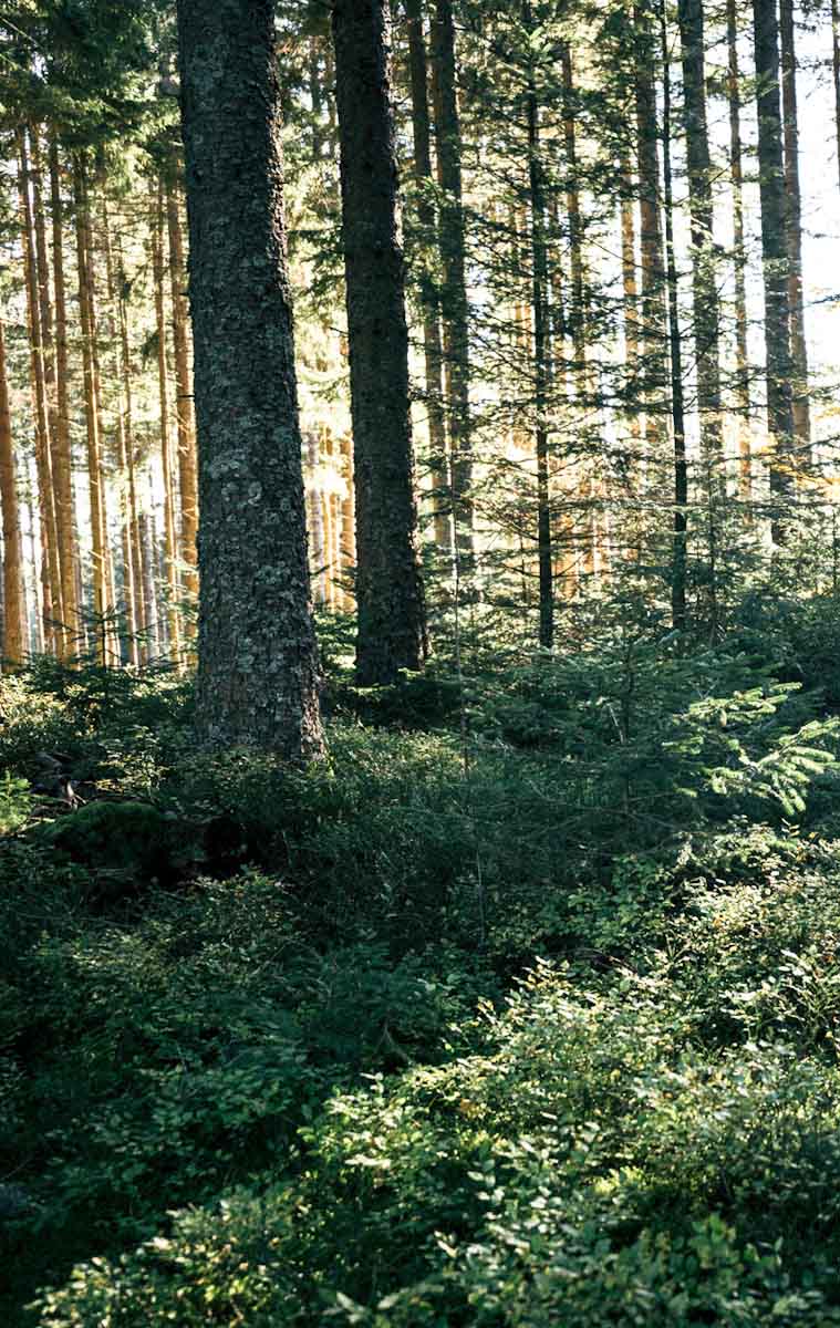 Produktionsstandort Schwarzwald