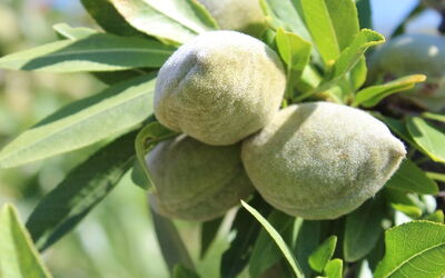 Mandelfrucht am Baum – Rohstoff für Mandelprotein und Mandelöl