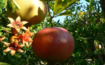 Granatapfel am Baum – Rohstoff für Granatapfelkernöl aus Aserbaidschan