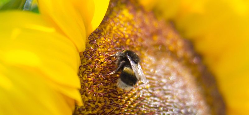 Umwelt und regenerative Energien