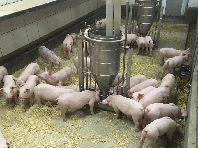 Schweine an der Fütterung im Strohstall